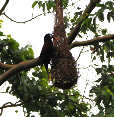 Oropendola at nest