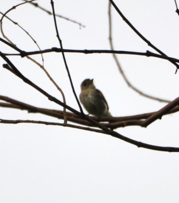 Tropical Pewee