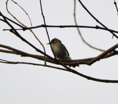 Tropical Pewee