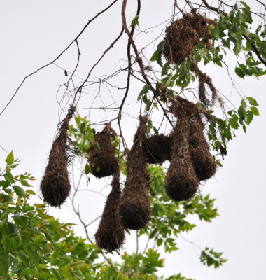 Oropendola nests
Is that a tunnel between two nests?