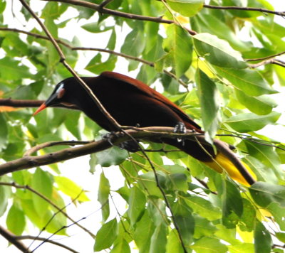 Montezuma Oropendola