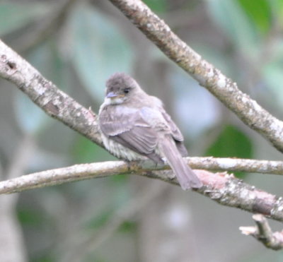 Tropical Pewee