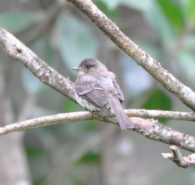 Tropical Pewee