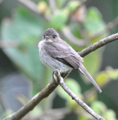 Tropical Pewee