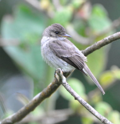 Tropical Pewee