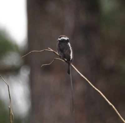 Long-tailed Tyrant