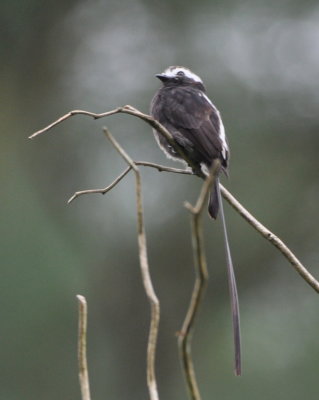 Long-tailed Tyrant