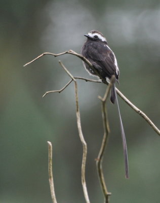 Long-tailed Tyrant