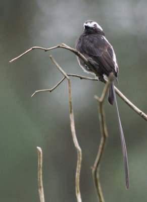 Long-tailed Tyrant