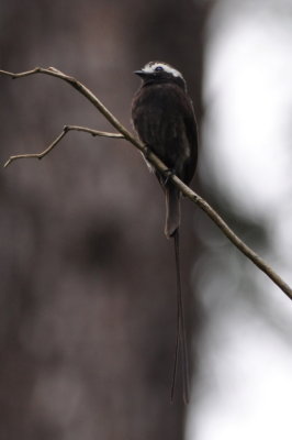 Long-tailed Tyrant