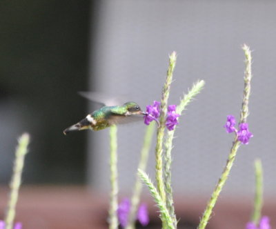 Black-crested Coquette