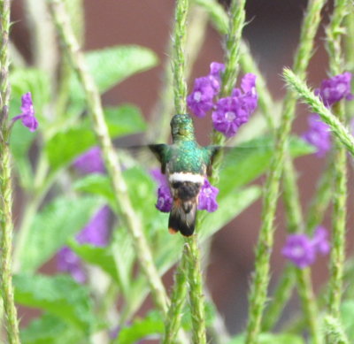 Black-crested Coquette