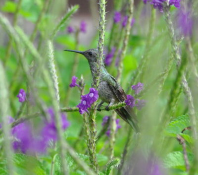 Scaly-breasted Hummingbird