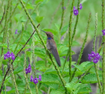 Brown Violetear