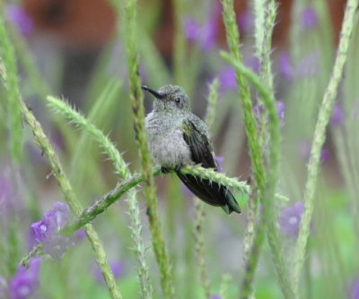 Hummingbird to ID