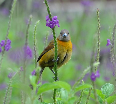 Female Passerini's Tanager