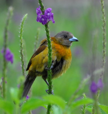 Female Passerini's Tanager