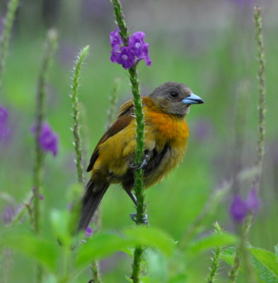 Female Passerini's Tanager