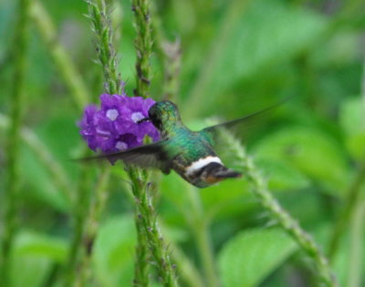 Black-crested Coquette