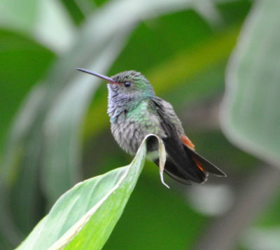 Blue-throated Goldentail hummingbird