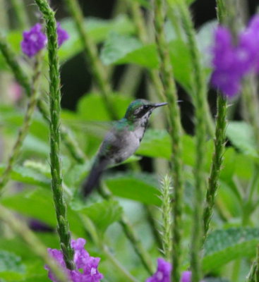 Purple-crowned Fairy