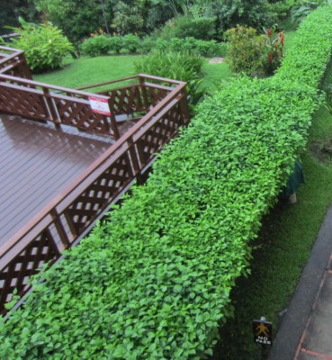 Guess who that is with her head in the hedge.