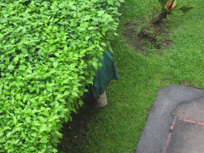 That's Betsy under there, looking for a bird.