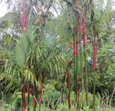 Red and green bamboo
