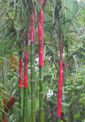 Bamboo at Arenal Observatory Lodge