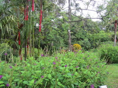 Bamboo and tropical verbena