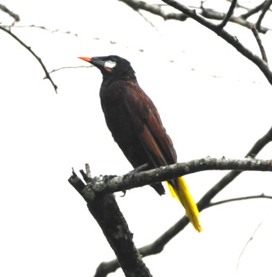 Montezuma Oropendola
