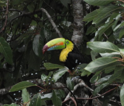 Keel-billed Toucan