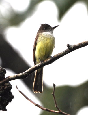 Dusky-capped Flycatcher