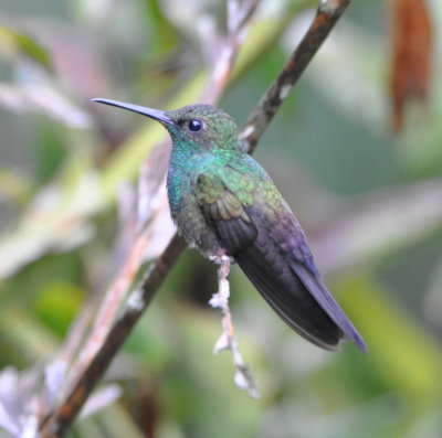 Blue-chested Hummingbird