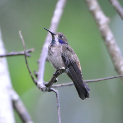 Brown Violetear