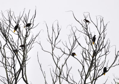 A tree full of oropendolas