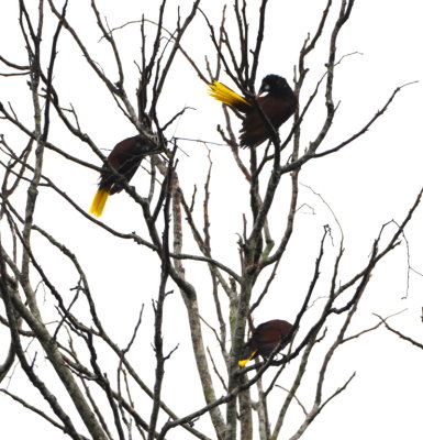Montezuma Oropendolas