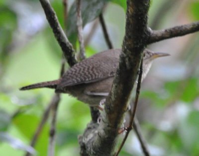House Wren