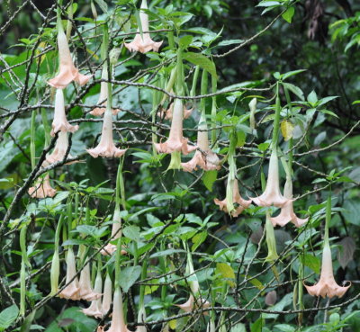 Moon plants