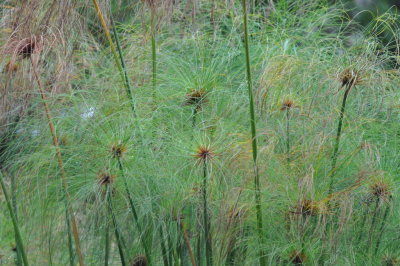 Sedges?
