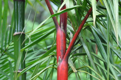 Bamboo at Arenal Observatory Lodge