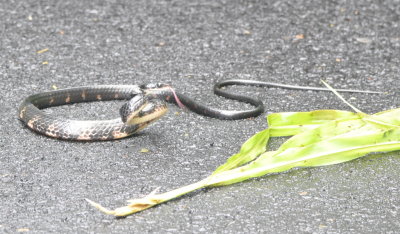 Ebony Keel-back Snake on the road around Arenal Lake