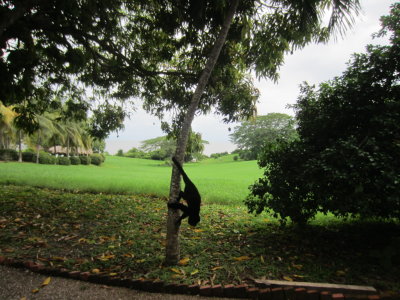 A young Howler monkey on the grounds at La Ensenada