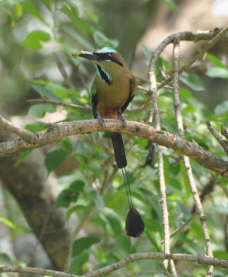 On the road into La Ensenada, we got our first look at the
Turquoise-browed Motmot.