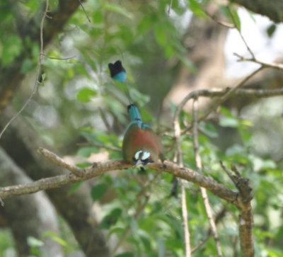 Turquoise-browed Motmot