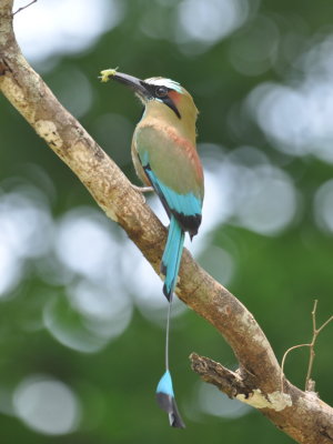 Turquoise-browed Motmot
with an insect