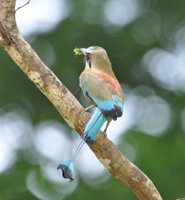 Turquoise-browed Motmot
swished his tail back and forth like
the weights on a grandfather's clock.