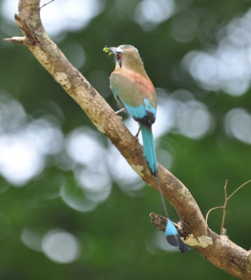 Turquoise-browed Motmot
We suspected it was waiting to go to a nest.