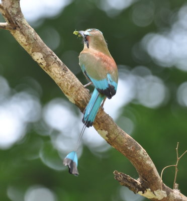 Turquoise-browed Motmot