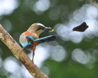 Turquoise-browed Motmot
